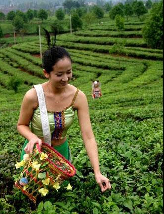 茶树种植需要什么技术,普洱茶苗需要什么土壤