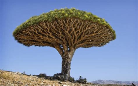 龙血树是一种怎样的树种?
