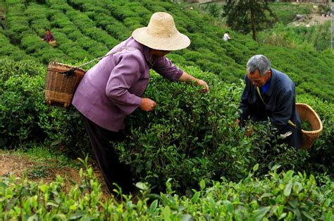 湖北黑砖茶多少钱一斤,中国有7类砖茶