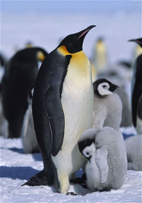 南极为什么有企鹅，而北极却没有？