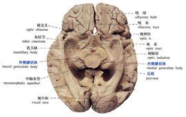 我的后丘疼是怎么回事呢