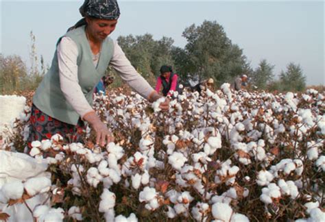 新疆种棉花50亩挣多少,俩90后在新疆种棉花