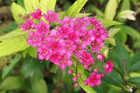 粉花绣线菊的介绍