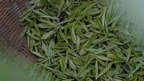 茶主要产自哪里,中国哪里产的绿茶最好