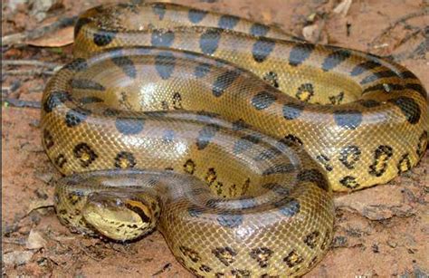 蛇纹岩是什么,世界上最长的蛇是什么蛇