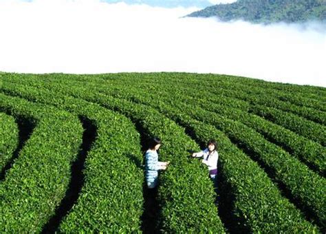 竹叶青是什么茶型,明前竹叶青是什么茶