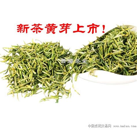 黄毛芽头茶叶怎么样,看白毛茶的古往今来