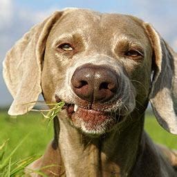我最喜欢的动物作文,狗狗老是喜欢吃草是因为什么原因