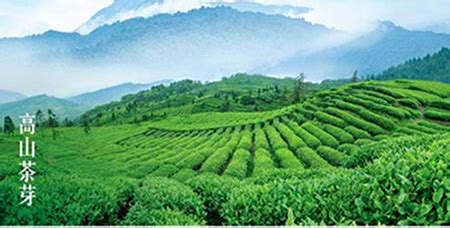 喝茶别只懂绿茶红茶,广东哪里产绿茶