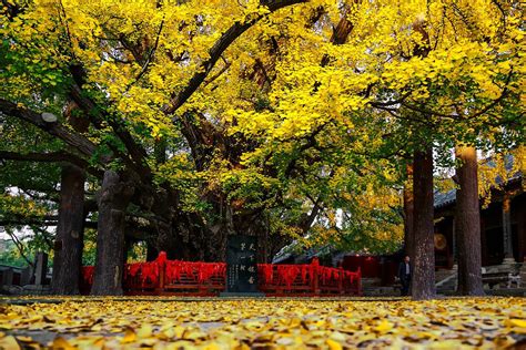 家乡的银杏树（通用4则）