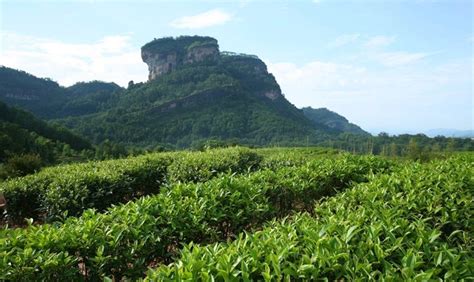 中国有多少茶树品种,带你探秘国家茶树种质资源圃