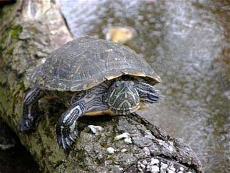 烏龜怎么才能養大,怎么才能養活烏龜