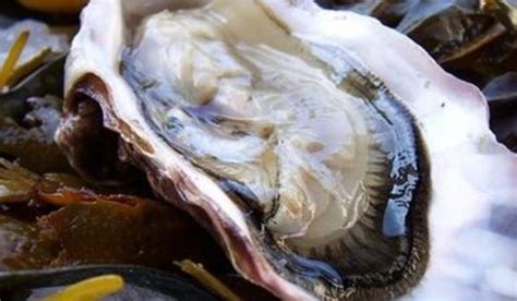 实拍日本海鲜市场,日本蚝壳怎么处理