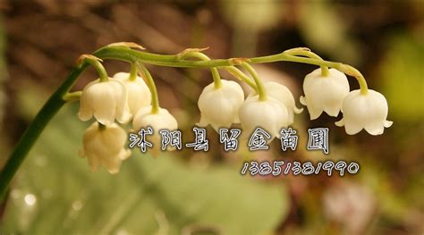 铃兰花球根或种球怎样种?