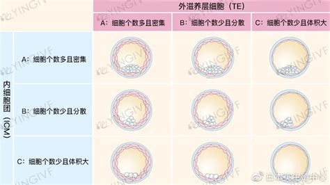 一级胚胎图片