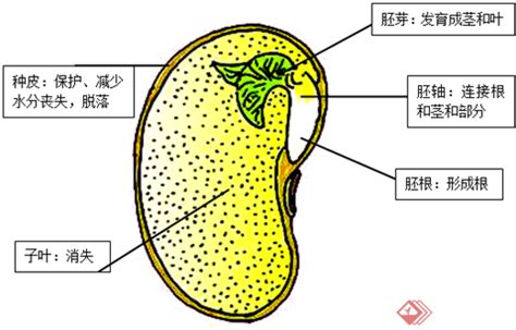 种子什么意思