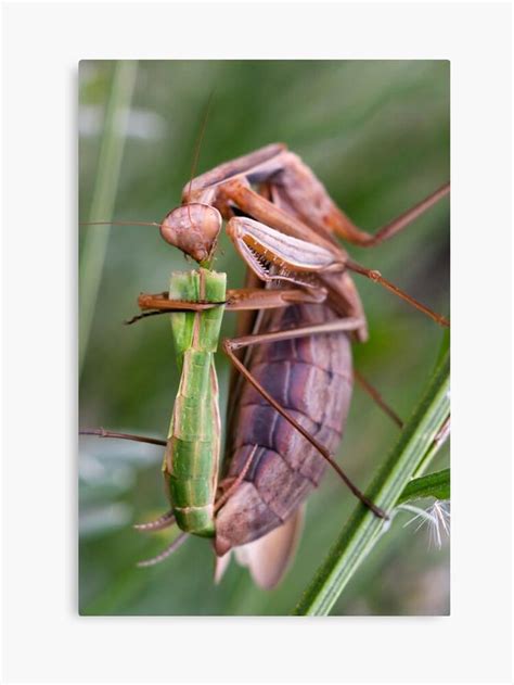 螳螂为什么吃掉雄螳螂,请问为什么呢