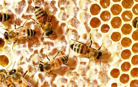 蜜蜂吃葡萄会酿蜜吗,什么蜜蜂会酿蜜