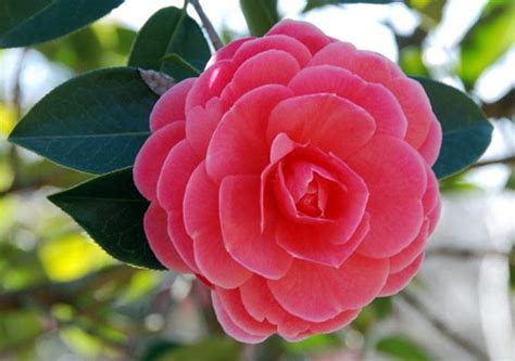 美丽的山茶花_植物状物作文300字(共计7篇)