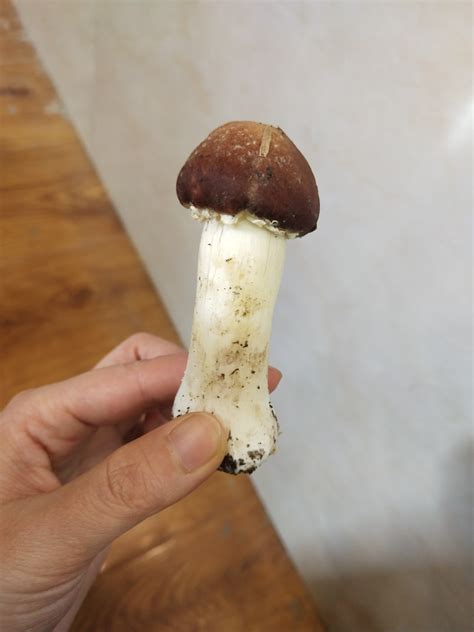 盐烧松茸菌菇的做法 松茸锅里的蘑菇