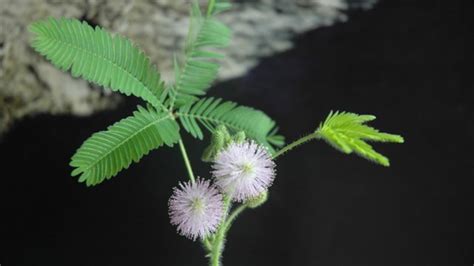 含羞草的外形描写