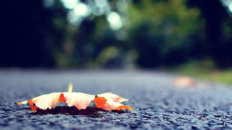 离婚感叹人生的句子【汇总90条】