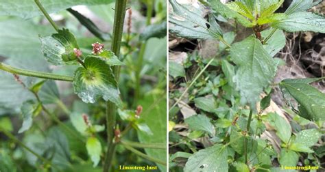 此植物是地里的野菜 问它叫什么名字,有什么药用价值和功效