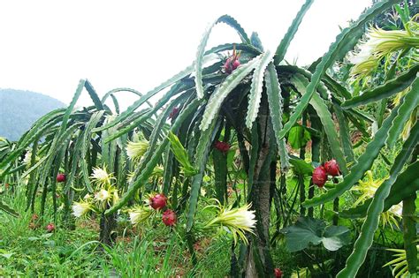 火龙果是什么植物