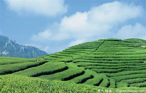 白茶哪里产,简述白茶的产地环境