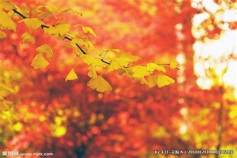 看了银杏叶心情说说