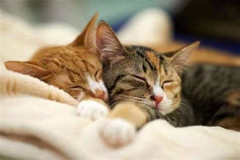 猫为什么喜欢睡床上,为什么猫喜欢和人睡