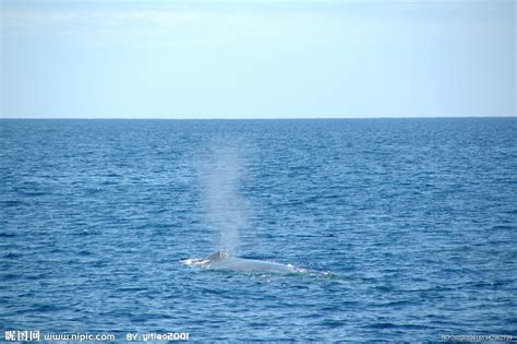 鲸鱼为什么能喷水,为什么鲸鱼会喷水