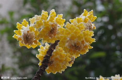 结香花放在室内有没有害?