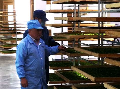 乌龙茶属于什么茶,黄色茶汤的是什么茶