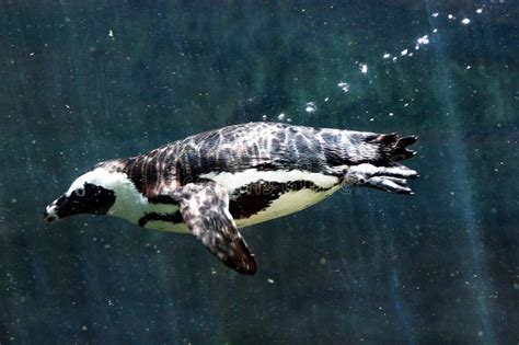 看似动作缓慢的企鹅,企鹅潜入水底多久