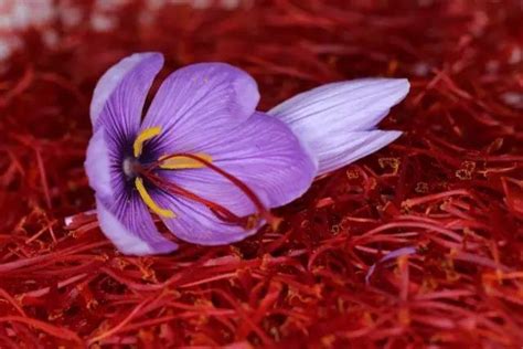 藏红花的养护方法 如何种植藏红花
