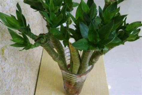 请问这种植物的名字是什么啊?富贵竹?