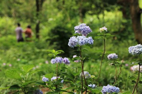 绣球是属于山门花科吗?老师这样说的