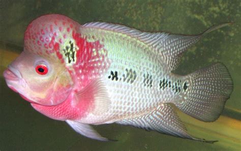 求羅漢魚各品種的圖片