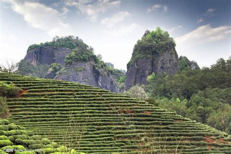 正山小种红茶是什么茶,乌龙红茶是是什么茶