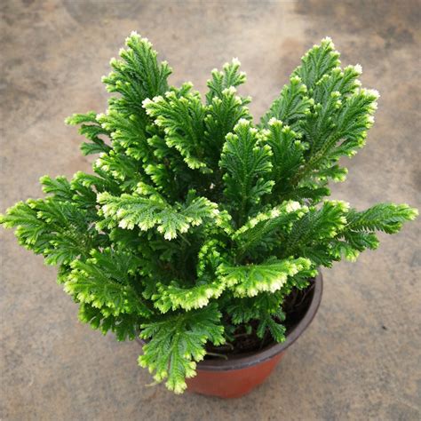 九死还魂草副作用