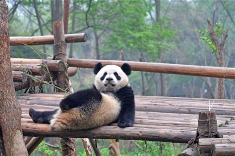 为什么熊猫会灭绝,为什么没有灭绝
