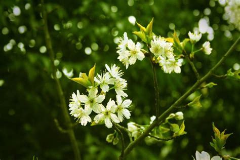 七里香(植物)长什么样子(图片)