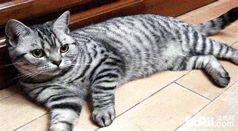 英国短毛猫一般多少钱一只,英短小猫一般卖多少钱一只