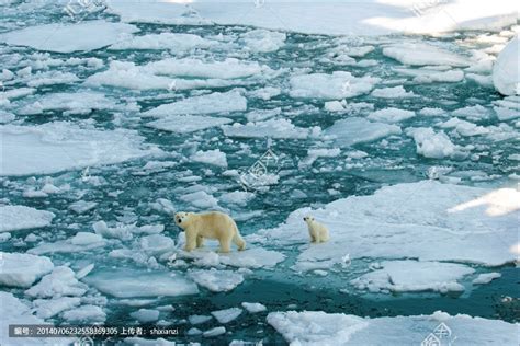 北极熊环保海报,环保的意义是什么