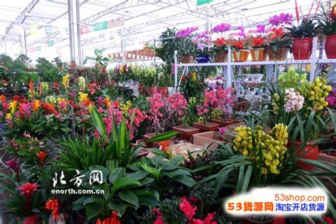 南充市有花市么?有的话,花市在哪啊?不是花市街哈,卖花的地方.