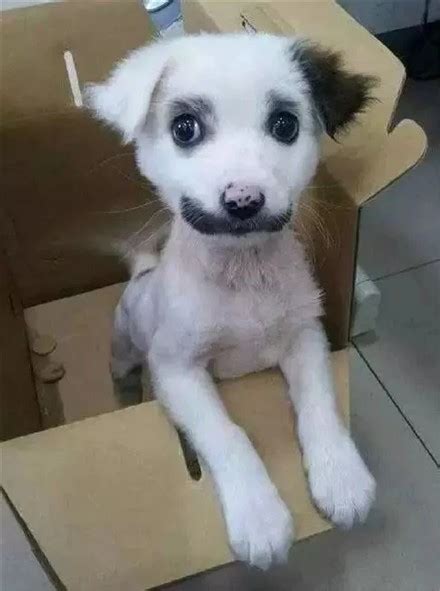 黑嘴杂种犬