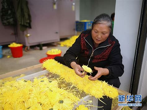 哪里的金丝菊花最好,金丝皇菊花经销商哪里有