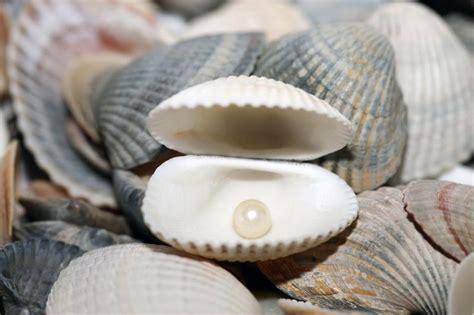 老人街头卖北海珍珠,产珍珠的贝壳哪里有卖