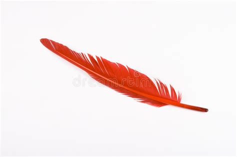 完美红颜怎么打羽毛,命运的羽毛近况